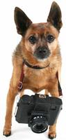 Camera Obedience School  Dec 28, Jan 4 & 11 ~  6:30-8...